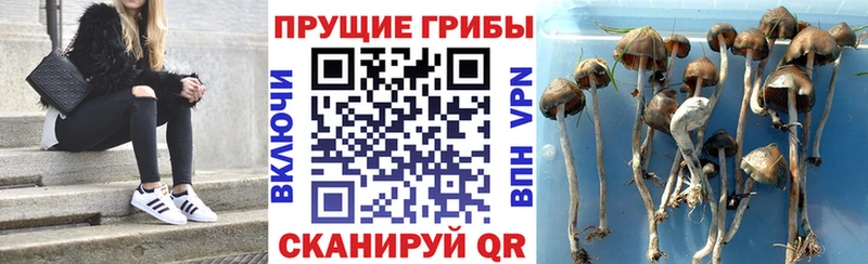 ссылка на мегу маркетплейс  купить закладку  Шацк  Псилоцибиновые грибы ЛСД 